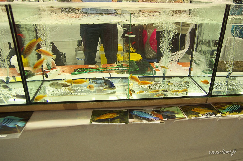Bourse aquariophile de Nantes (44) AQUA44 2015 037